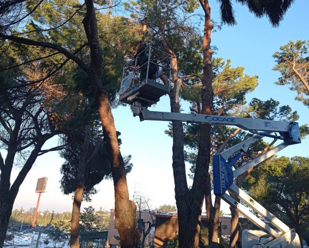 poda arboles gigantes