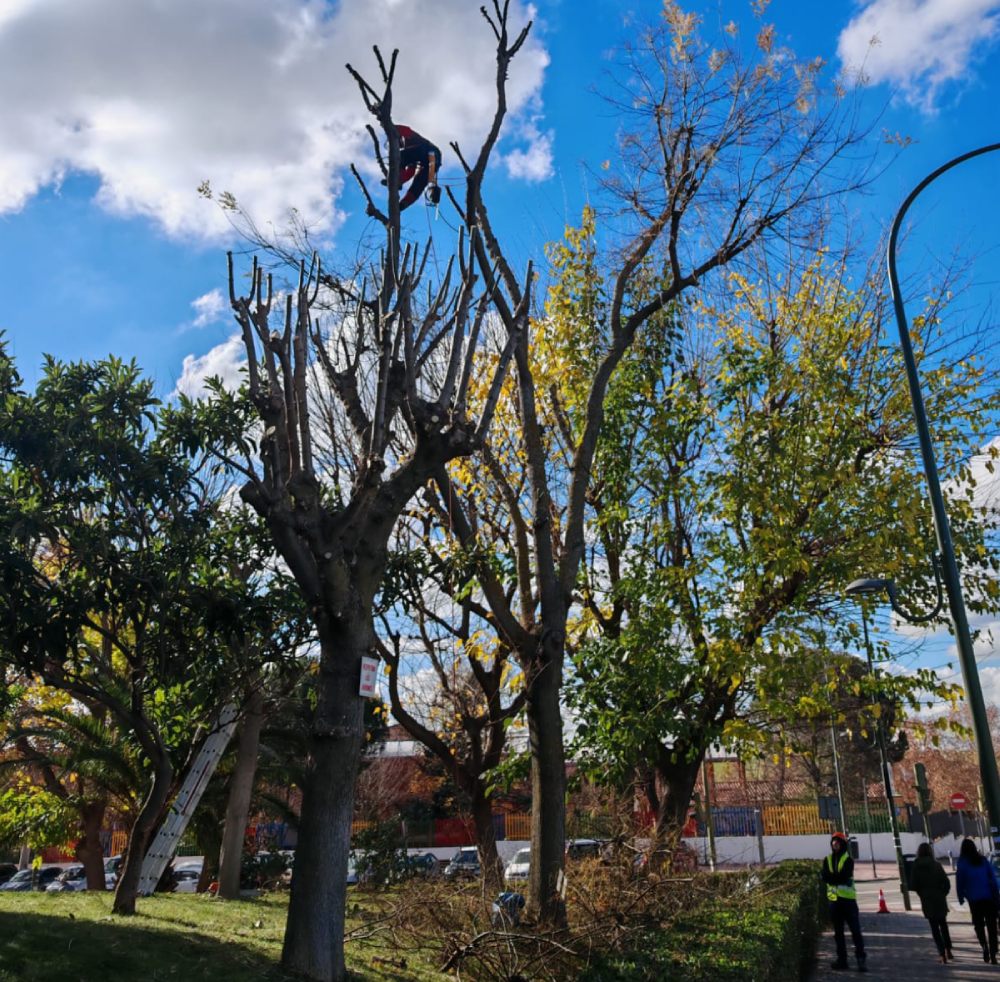 poda de arboles grandes