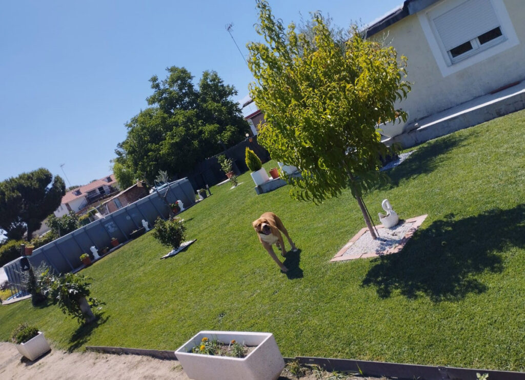 mantenimiento de jardines en mostoles