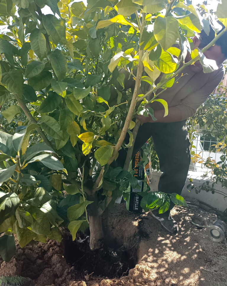 mantenimiento de jardines en Móstoles