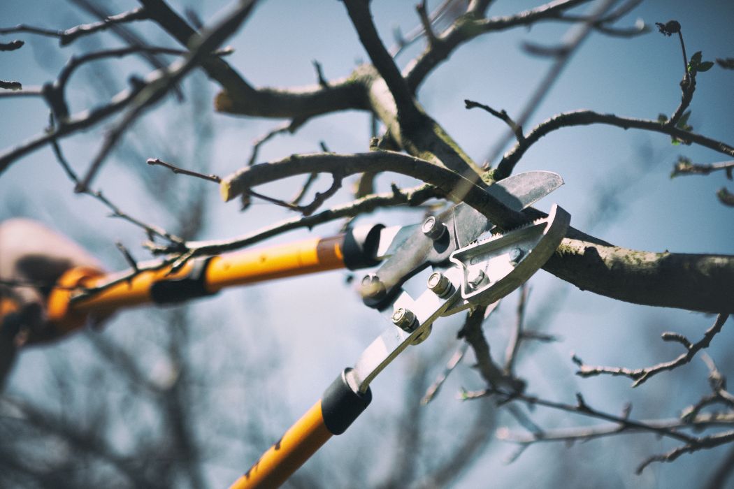 terciado de arboles