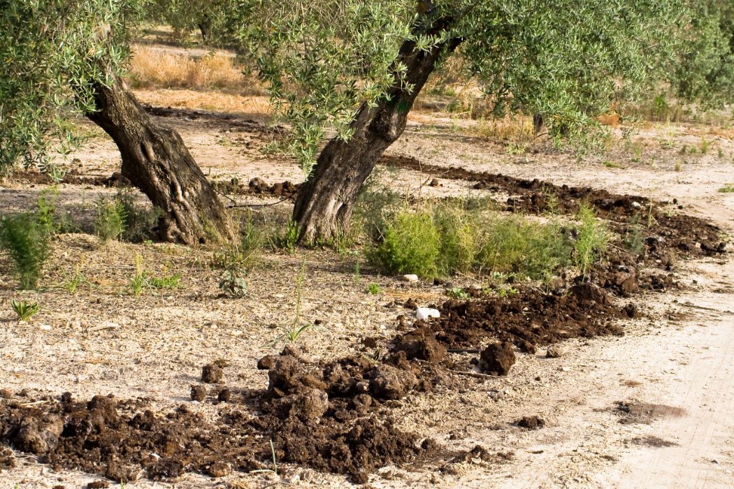 abono foliar para olivos primavera