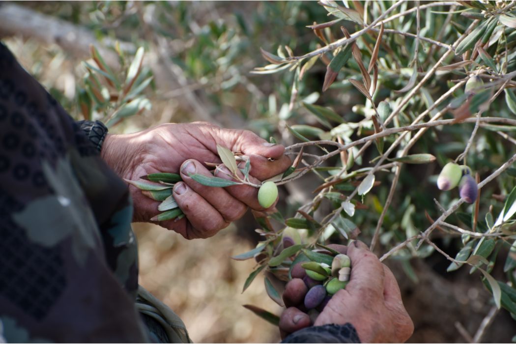 mejor abono foliar para olivos