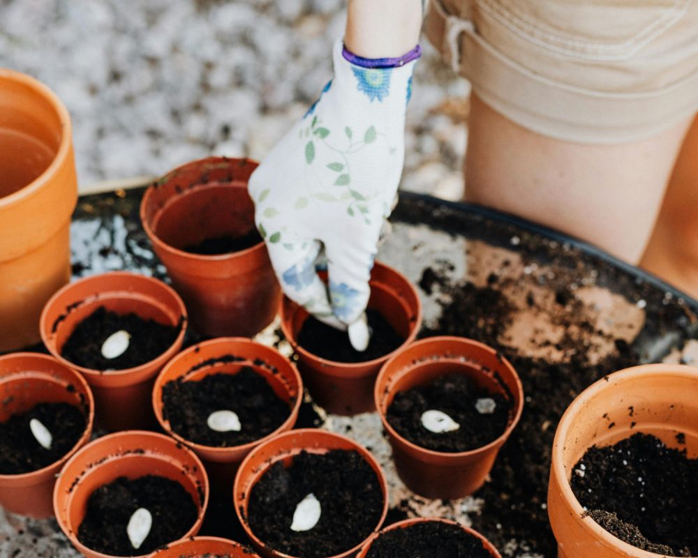 que semillas de flores plantar en abril 