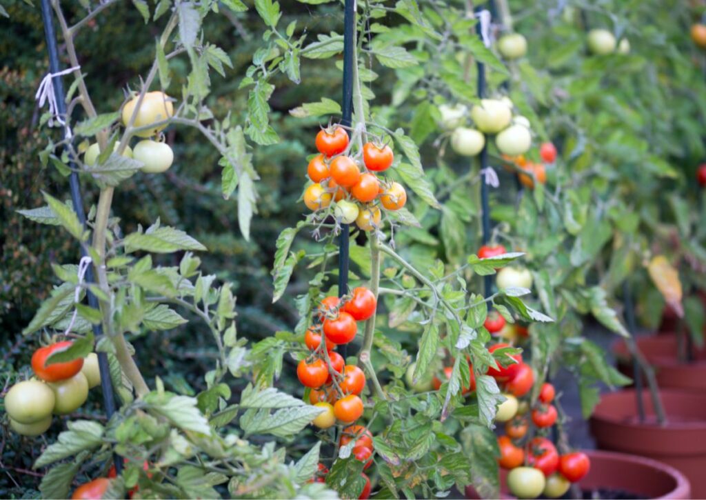 sembrar tomates en macetas