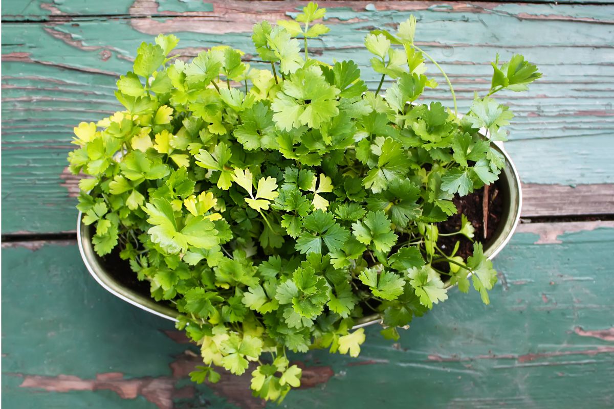 sembrar perejil en macetas