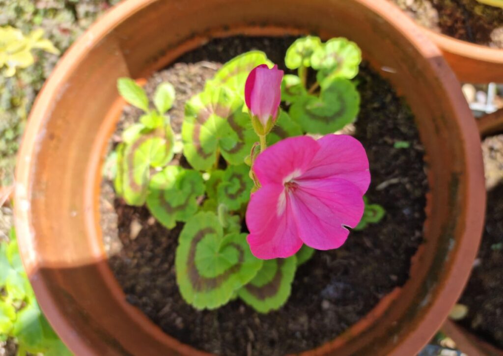 sembrar semillas de flores