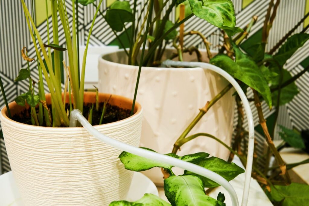 planta de jardin para verano