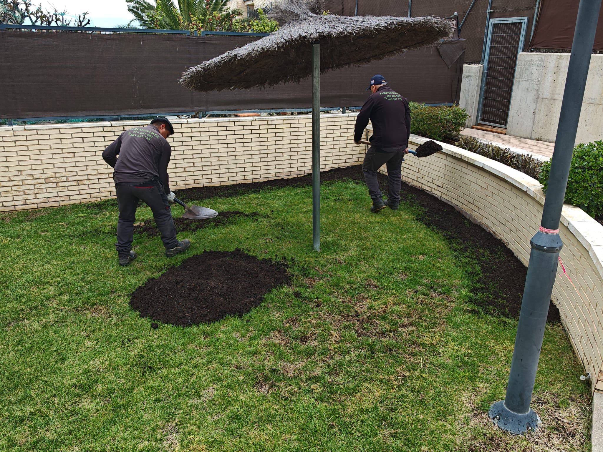 replantar calvas de césped 