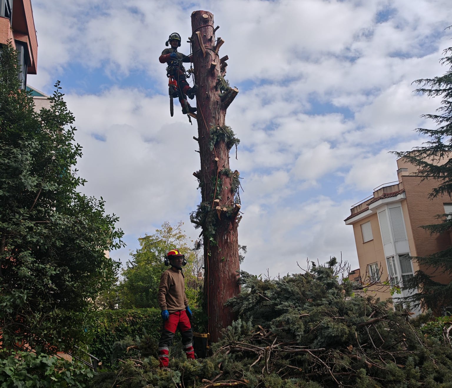 como talar arboles comunidades