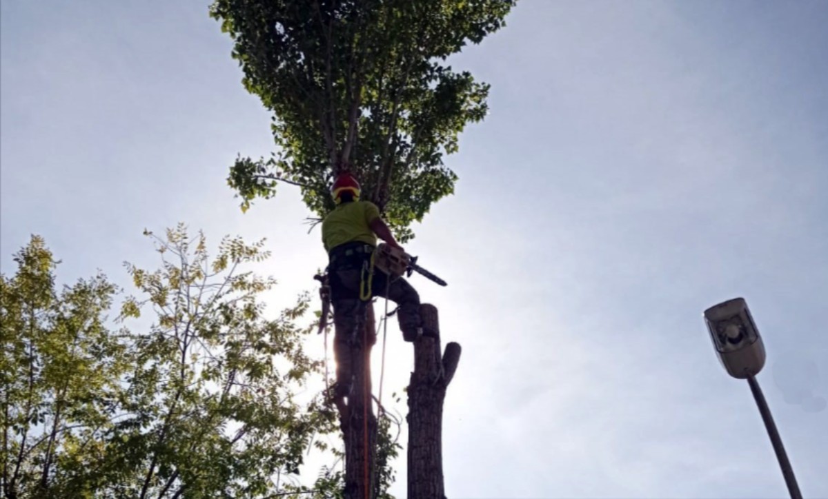 cómo talar árboles en comunidades