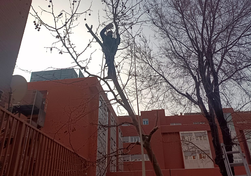 como talar arboles en madrid