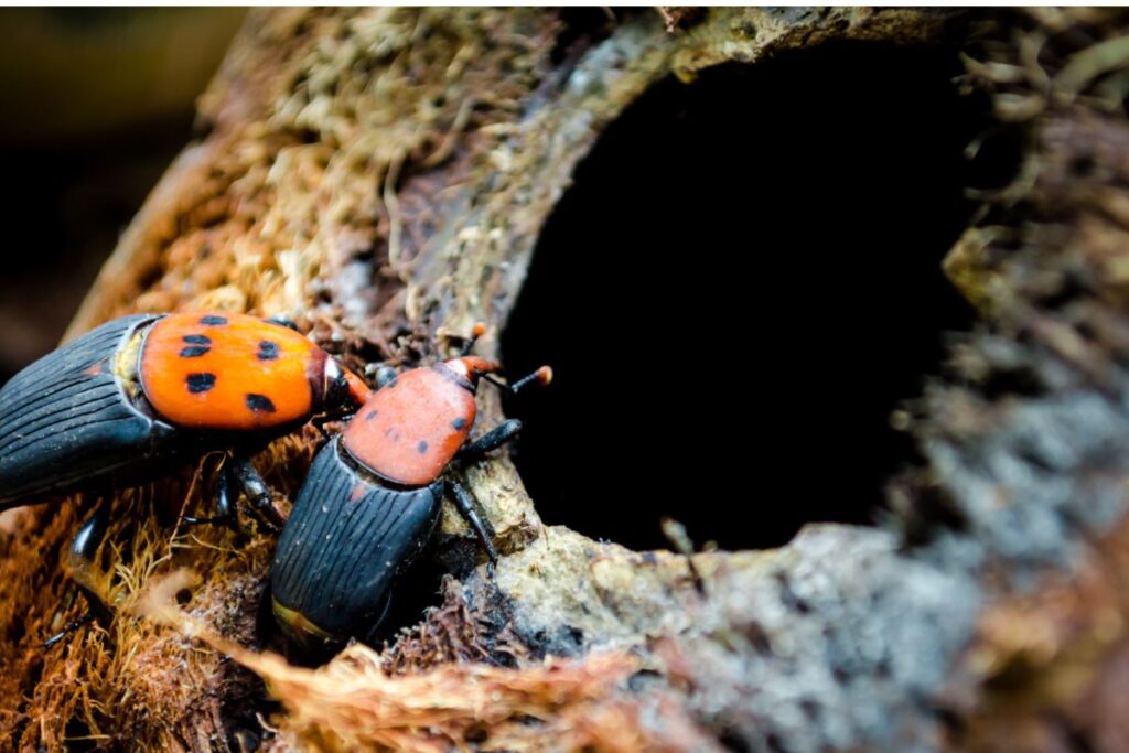 tratamiento del picudo rojo en palmeras