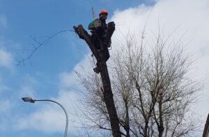 Cómo cortar un árbol con motosierra