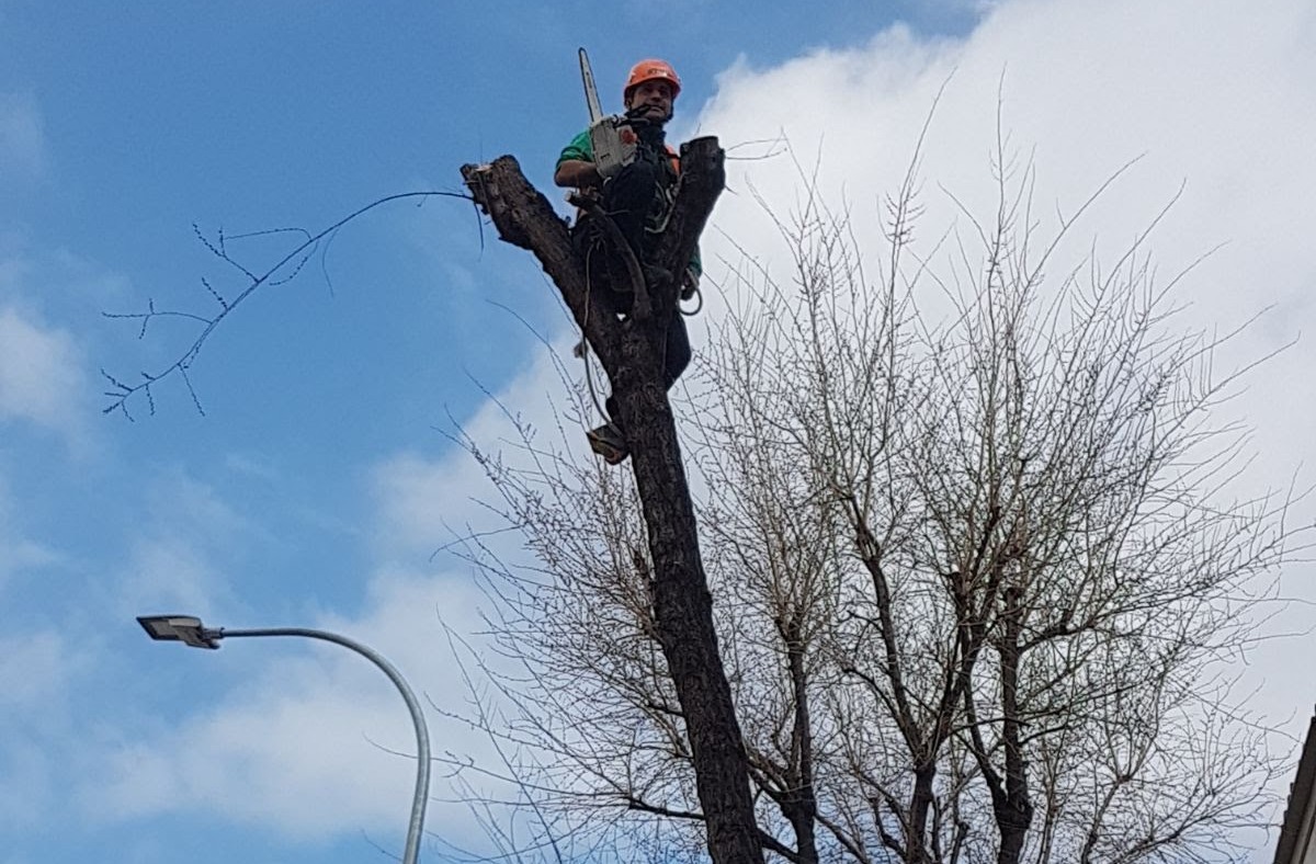 Cómo cortar un árbol con motosierra