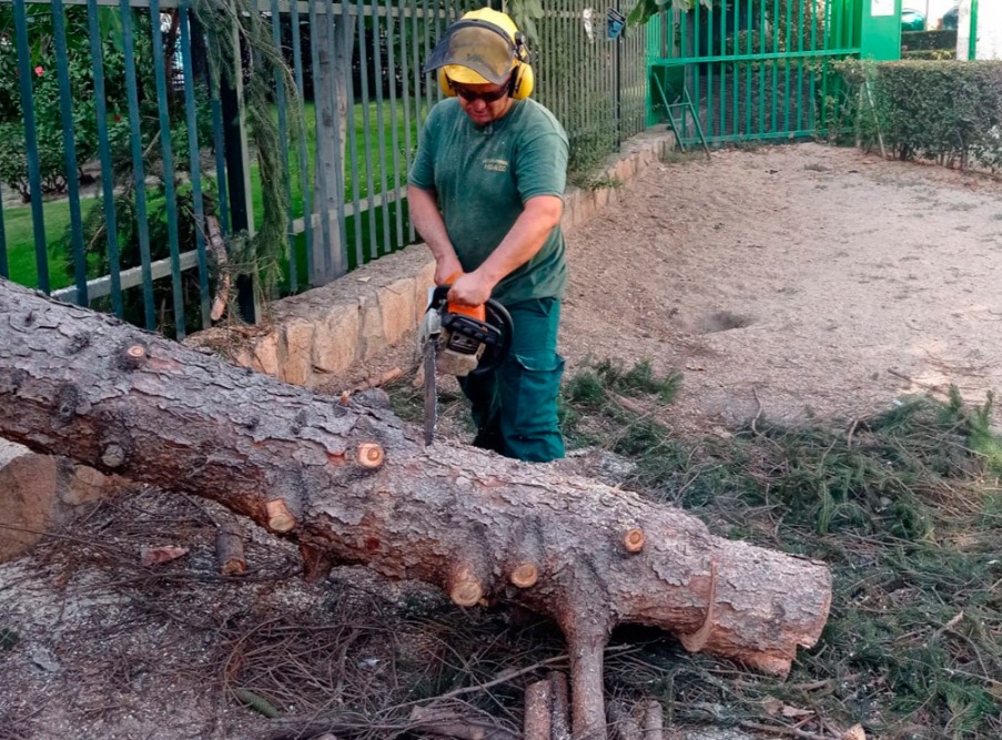 talar arbol con motosierra